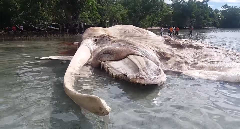 インドネシアの海岸で巨大な謎の生物が発見される